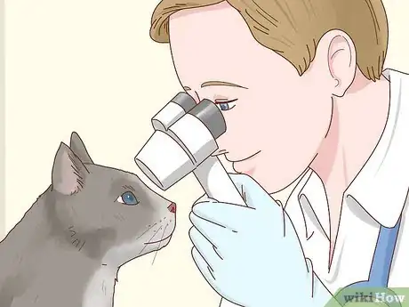 Imagen titulada Take Care of a Blind Cat Step 1