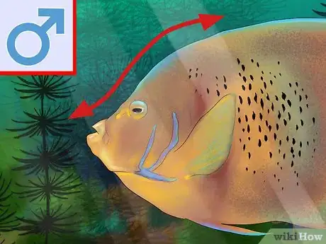 Imagen titulada Tell the Gender of an Angelfish Step 4