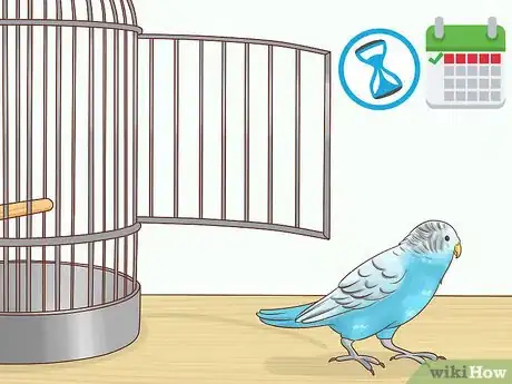 Imagen titulada Keep a Parakeet Safe Out of Its Cage Step 1