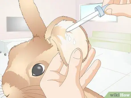 Imagen titulada Prevent Ear Mites in Rabbits Step 3