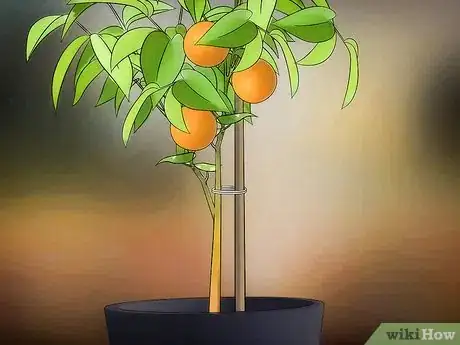 Imagen titulada Grow Fruit in Pots Step 9