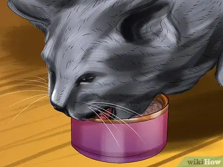 Imagen titulada Encourage Your Cat to Eat Step 7