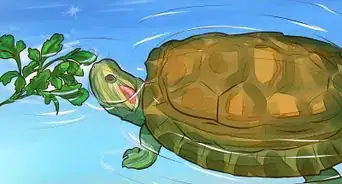 saber qué darle de comer a una tortuga