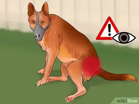 Imagen titulada Groom a Dog That Bites Step 11