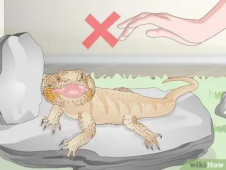 Imagen titulada Pet a Bearded Dragon Step 9