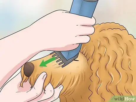 Imagen titulada Groom a Goldendoodle's Face Step 5