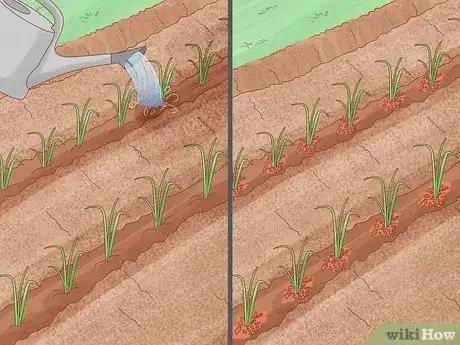 Imagen titulada Grow Leeks Step 5