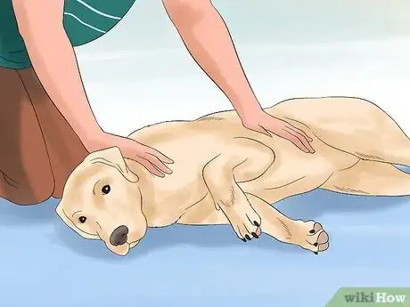 Imagen titulada Teach Your Dog to Play Dead on Command Step 15