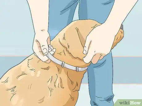 Imagen titulada Prevent Flea Bites Step 3