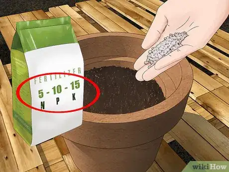 Imagen titulada Grow Dahlias in Pots Step 11