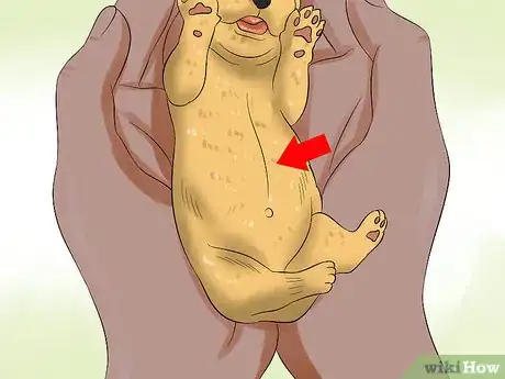 Imagen titulada Determine the Sex of Puppies Step 5