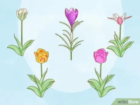 Imagen titulada Care for Tulips Step 15