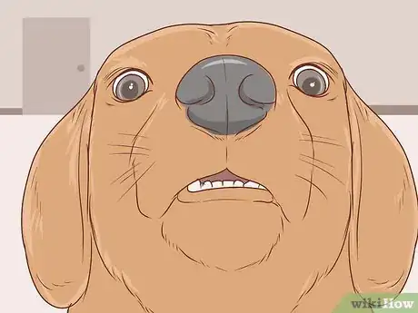 Imagen titulada Communicate With Your Dog Step 12