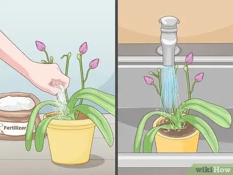 Imagen titulada Get Orchids to Rebloom Step 13