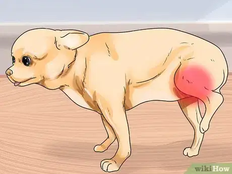 Imagen titulada Help Dogs with Joint Problems and Stiffness Step 3