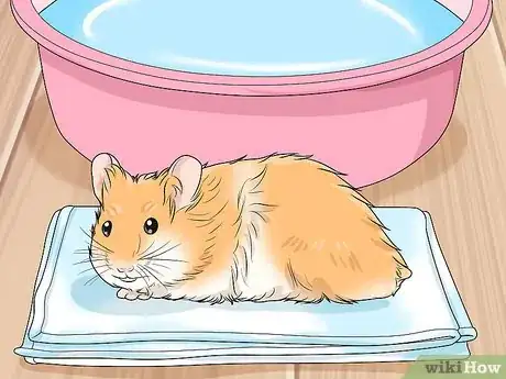 Imagen titulada Prevent and Treat Heat Stress in Hamsters Step 5