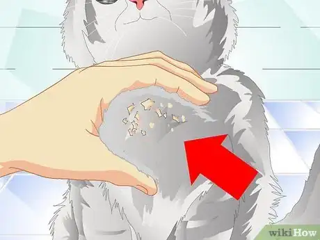 Imagen titulada Get Rid of Cat Dandruff Step 1