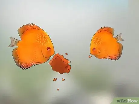 Imagen titulada Breed Discus Step 15