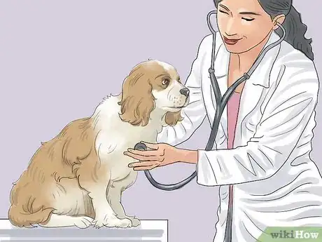 Imagen titulada Calm a Dog During Thunderstorms Step 9