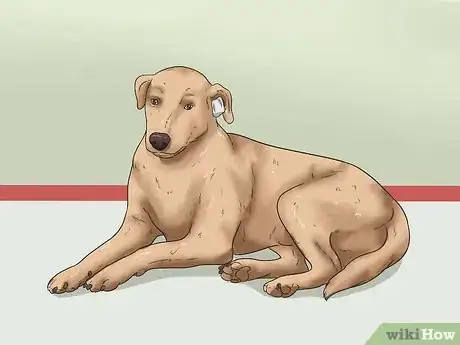 Imagen titulada Stop a Dog's Ear from Bleeding Step 7