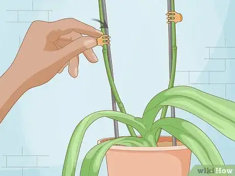 Imagen titulada Get Orchids to Rebloom Step 15