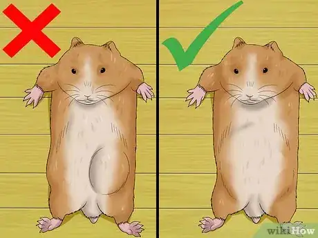 Imagen titulada Know when Your Hamster Is Pregnant Step 4