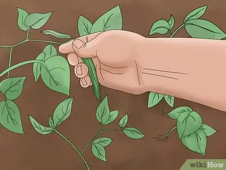 Imagen titulada Grow Pole Beans Step 10