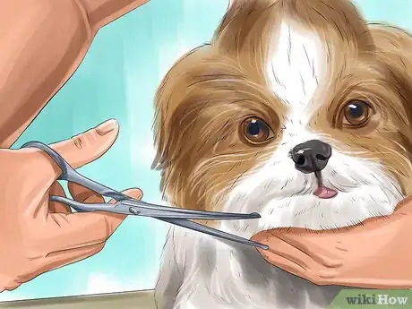 Imagen titulada Puppy Cut a Shih Tzu Step 6