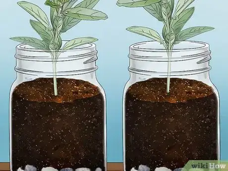 Imagen titulada Build a Mason Jar Herb Garden Step 5