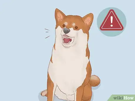 Imagen titulada Choose a Shiba Inu Puppy Step 5