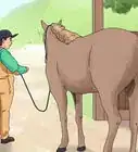 acicalar un caballo