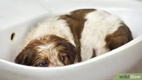 Imagen titulada Bathe a Puppy for the First Time Step 12