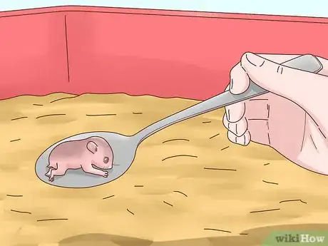 Imagen titulada Care for Hamster Babies Step 11