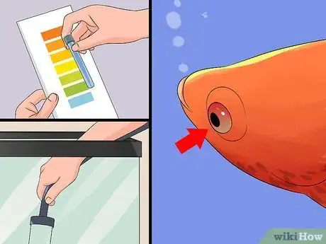 Imagen titulada Save a Dying Betta Fish Step 10