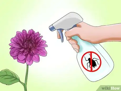 Imagen titulada Care for Dahlias Step 15