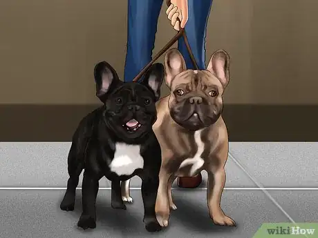 Imagen titulada Breed French Bulldogs Step 3