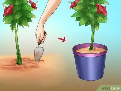 Imagen titulada Winterize a Perennial Hibiscus Step 6