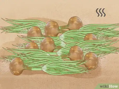 Imagen titulada Plant Sprouted Onions Step 11