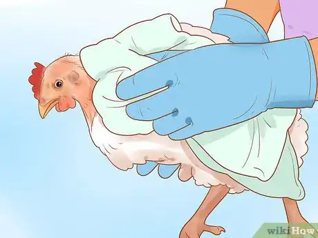 Imagen titulada Help a Pecked Chicken with a Wound Step 4