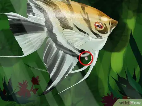 Imagen titulada Tell the Gender of an Angelfish Step 2