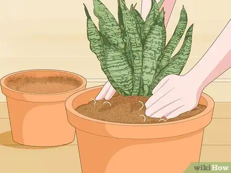 Imagen titulada Care for a Sansevieria or Snake Plant Step 5