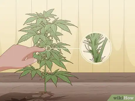 Imagen titulada Identify Female and Male Marijuana Plants Step 8