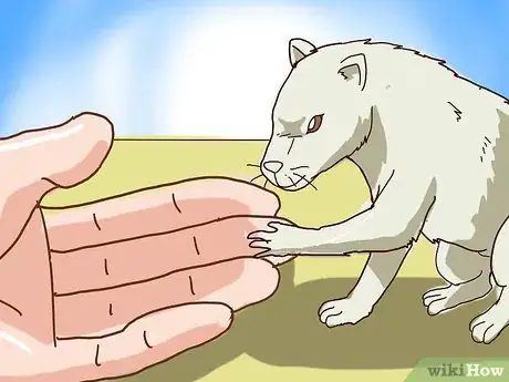 Imagen titulada Train Your Ferrets to Do Tricks Step 3