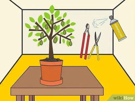 Imagen titulada Prune an Avocado Tree in a Pot Step 01