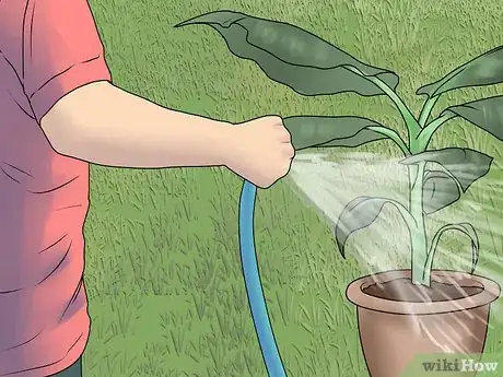 Imagen titulada Grow Banana Trees in Containers Step 9