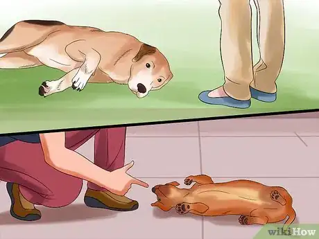 Imagen titulada Teach Your Dog to Play Dead on Command Step 21