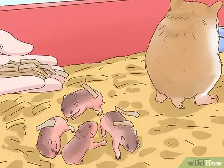 Imagen titulada Care for Hamster Babies Step 15