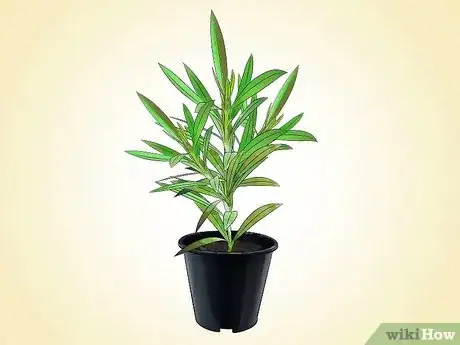 Imagen titulada Grow Oleander Step 5