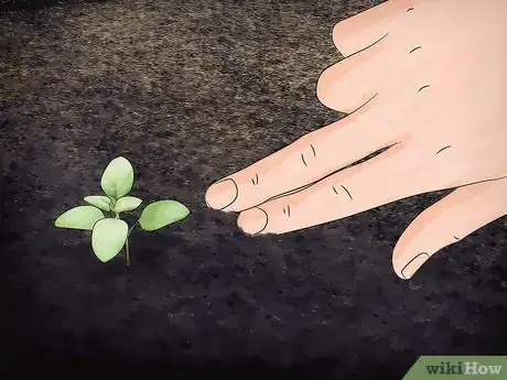 Imagen titulada Grow Thyme Step 3