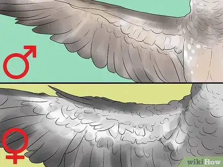 Imagen titulada Determine the Sex of African Grey Parrots Step 4